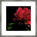 Night Portrait Framed Print