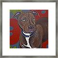 Niko The Pit Bull Framed Print