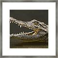 Nile Crocodile Framed Print