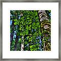 Nisqually Trees Framed Print