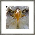 North American Bald Eagle Framed Print