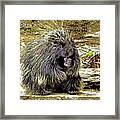 North American Porcupine Framed Print