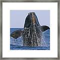 North Atlantic Right Whale Breaching Framed Print