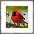 North Carolina Cardinal Framed Print