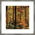 North Carolina Fall In The Forest Framed Print