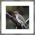 Northern Flicker In Rain Framed Print