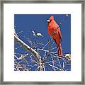 Northern Cardinal 1185-030518-1cr Framed Print