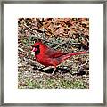 Northern Cardinal Framed Print