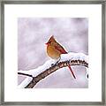 Northern Cardinal In Winter Framed Print