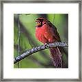 Northern Cardinal - Male Framed Print