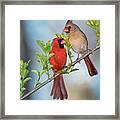 Northern Cardinal Pair In Spring Framed Print