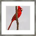 Northern Cardinal Proclaiming Spring Territory Framed Print