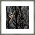 Northern Hawk-owl 22 Framed Print