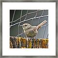 Northern House Wren Framed Print