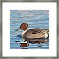 Northern Pintail Framed Print