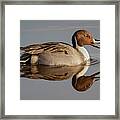 Northern Pintail Reflection Framed Print