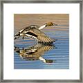 Northern Pintail With Reflection Framed Print
