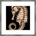 Northern Seahorse X-ray On Black Framed Print