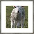 Northumberland, England A White Lamb Framed Print