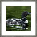 Northwoods Loon Framed Print