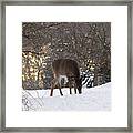 Nose To The Ground Framed Print