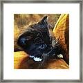 Not A Big Cat Person..but Framed Print