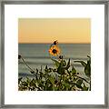 Nothing Gold Can Stay Framed Print