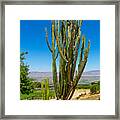 Now That's A Cactus Framed Print