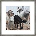 Nursing Baby Cow, Barsana Framed Print