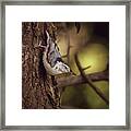 Nuthatch Morning Framed Print