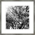 Oak In Autumn Black And White Framed Print