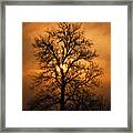 Oak Tree At Sunrise Framed Print