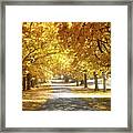 Oak Tree Avenue In Autumn Framed Print