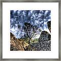 Oak Tree Framed Print