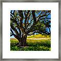Oak Tree In The Spring Framed Print