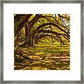 Oak Tree Rip Curl Framed Print