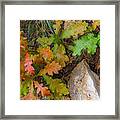 Oak-y-doke Framed Print