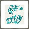 Ocean Seaweed Plant Art Phyllophora Rubens Framed Print