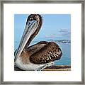 Oceanside Brown Pelican Framed Print