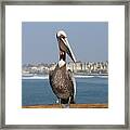 Oceanside Pelican - 4 Framed Print