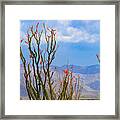 Ocotillo Cactus With Mountains And Sky Framed Print