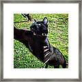 Oh My Gosh! I'm Wolverine!!! ​#cat Framed Print