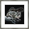 Oh Nuts Framed Print