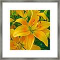 Ohio Lily Framed Print