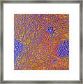 Oil And Water Grape Design Framed Print