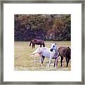 Ok Horse Ranch_1c Framed Print