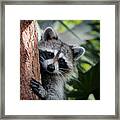 Okeeheelee Nature Center - Bandit The Raccoon - Getting A Better View Framed Print