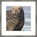 Old Atlantic Grey Seal On The Beach Framed Print