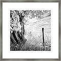 Old Cedar And Barbed Wire Framed Print