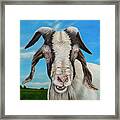 Old Goat - Painting By Cindy Chinn Framed Print